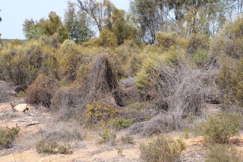 Tragedy Waiting To Happen - Strangle Vine Causes Immeasurable Damage And Lifts Fire Risk In Bland Shire