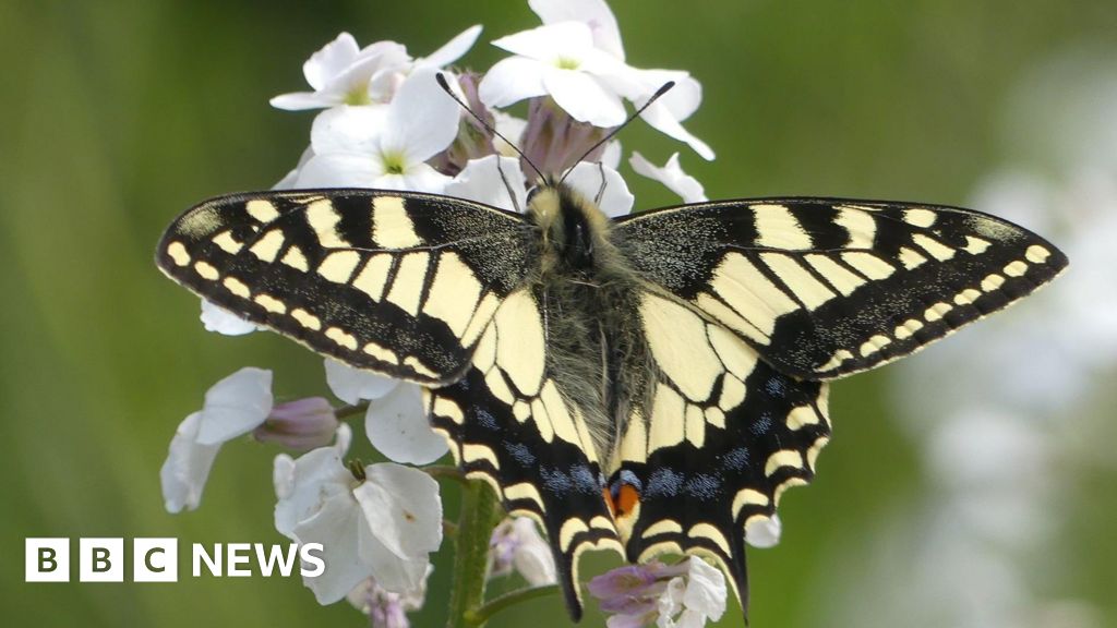 Rare swallowtail butterfly project trialled at Ipswich farm