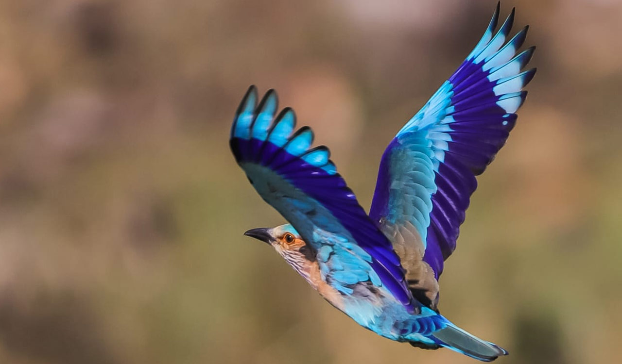 Experts urge Telangana government to draft plan for Palapitta conservation