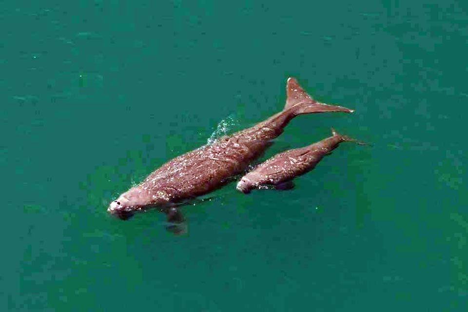 Thai dugong population drops nearly 30% in three years, authorities step up conservation measures - Pattaya Mail