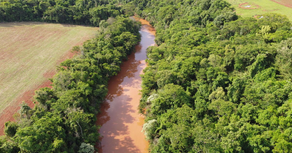 Wildlife experts put cameras in forest and are floored after watching footage