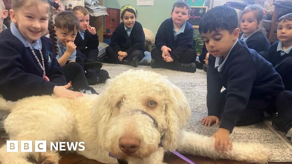 Therapy dog Scooby is 'improving attendance' in Armagh school