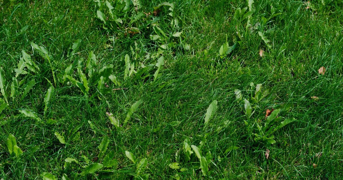 Lawns will be thicker and never grow weeds if you do simple task twice a year