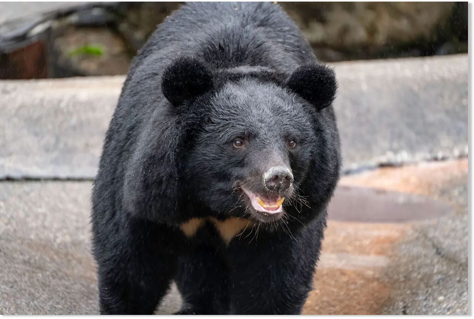 3 people mauled to death by bears in the span of 1 week in Japan