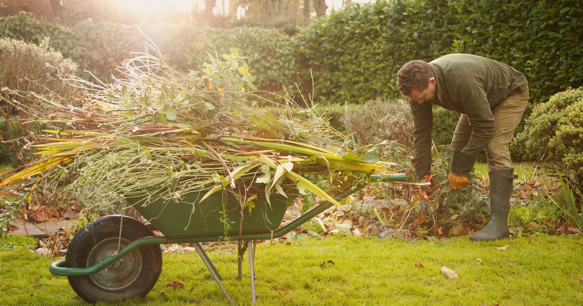 3 gardening jobs to do now to ensure you have 'best' garden next year - The Mirror