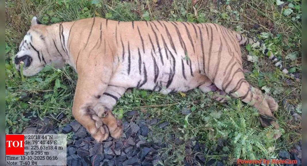 Tiger Bittu Crushed Under Train On Ballarshah-Gondia Track | Nagpur News - The Times of India