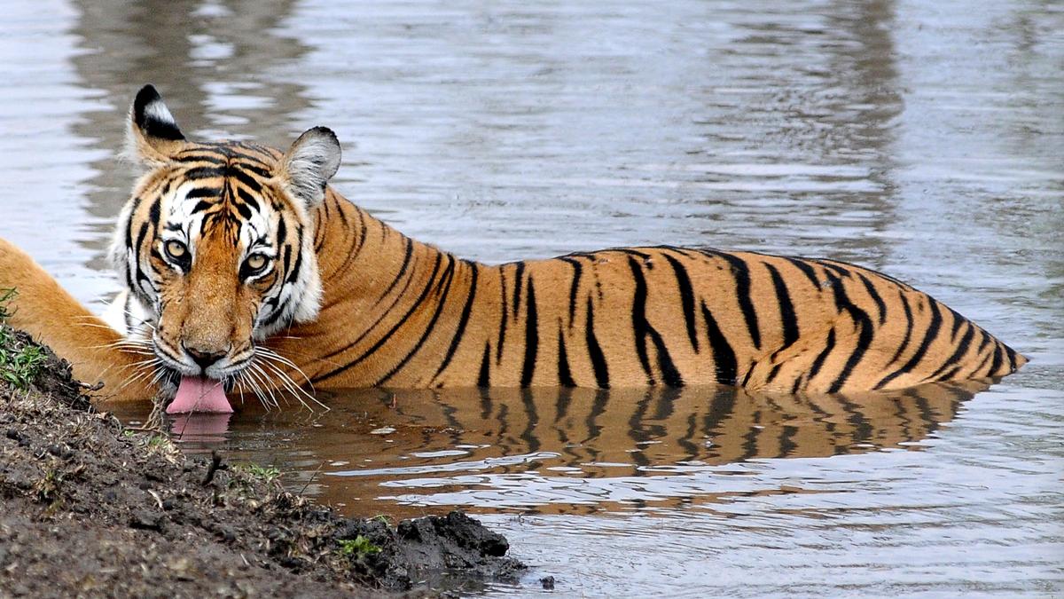 Partial remains of tiger found in MM Hills forest in Karnataka