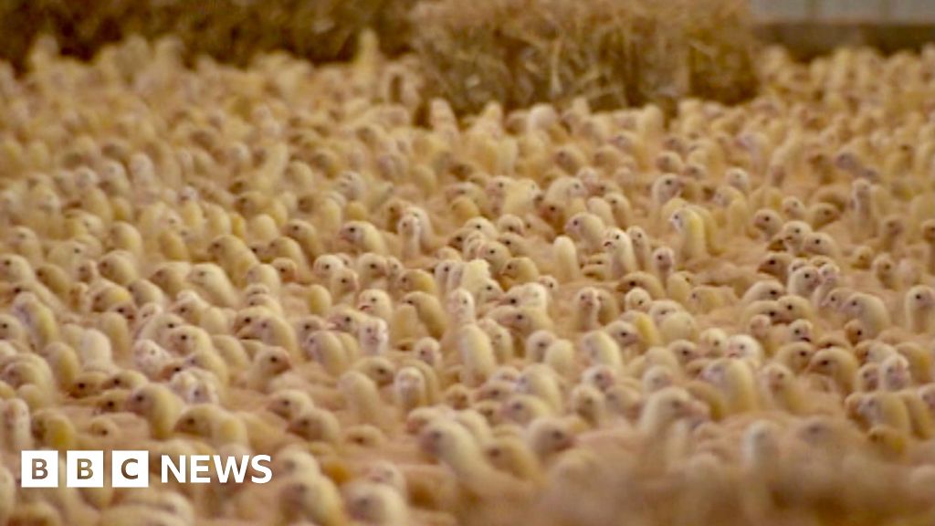 Toynton chicken farm 'will pollute air like M25' report claims