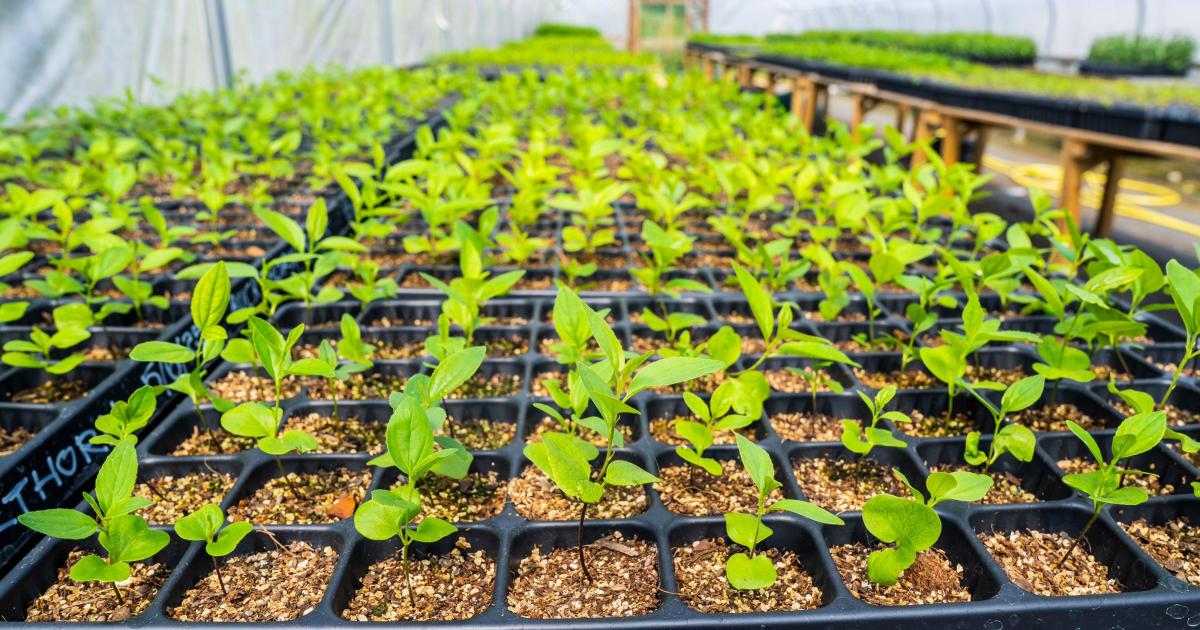 Nature targets will be missed without more support for tree growing, experts say