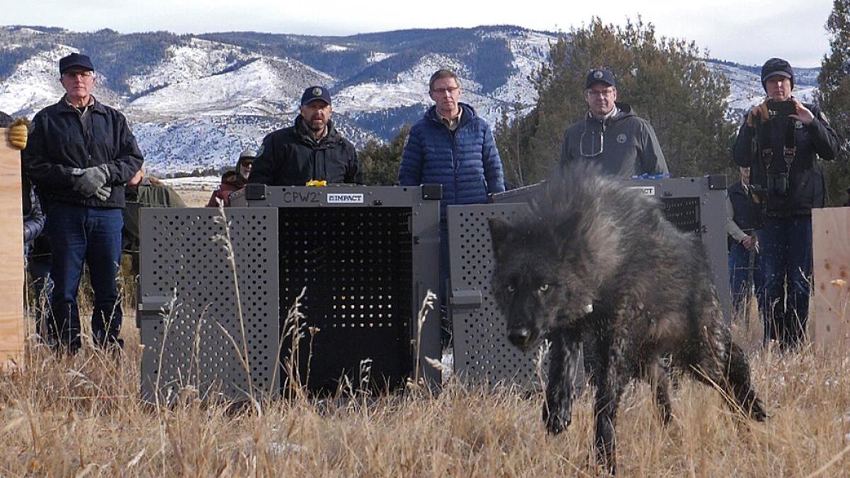 Trump administration tells Colorado wolves must come from U.S., not Canada