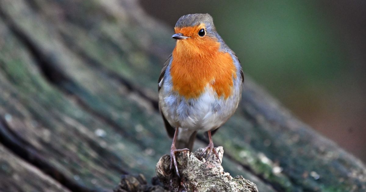 UK households told to plant one tree in garden that robins will flock to 'all year round' - Manchester Evening News