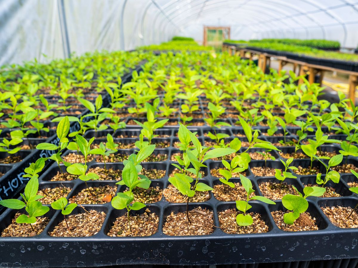 Nature targets will be missed without more support for tree growing, experts say