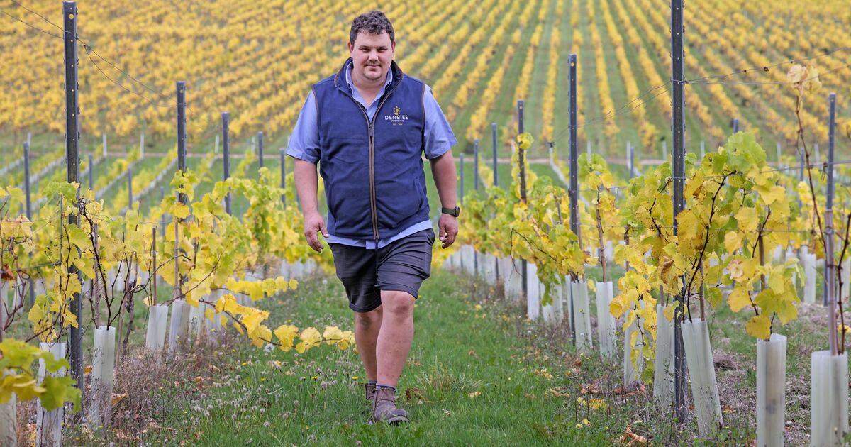 UK wine rivalling Europe as climate crisis brings boom time for British wine