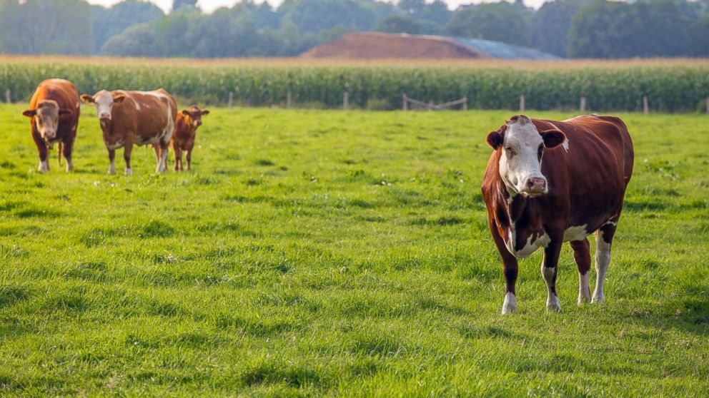 Carbon cost of meat in US: This is how many greenhouse gas emissions are released