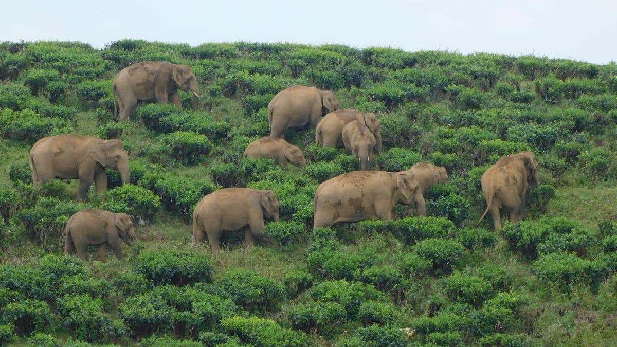 Valparai braces for smooth migration of elephants