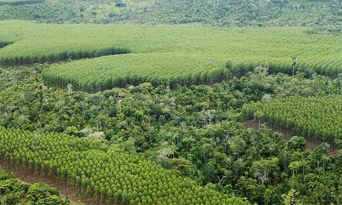 Veracel at the forefront of Atlantic rainforest restoration in Brazil | PaperFIRST