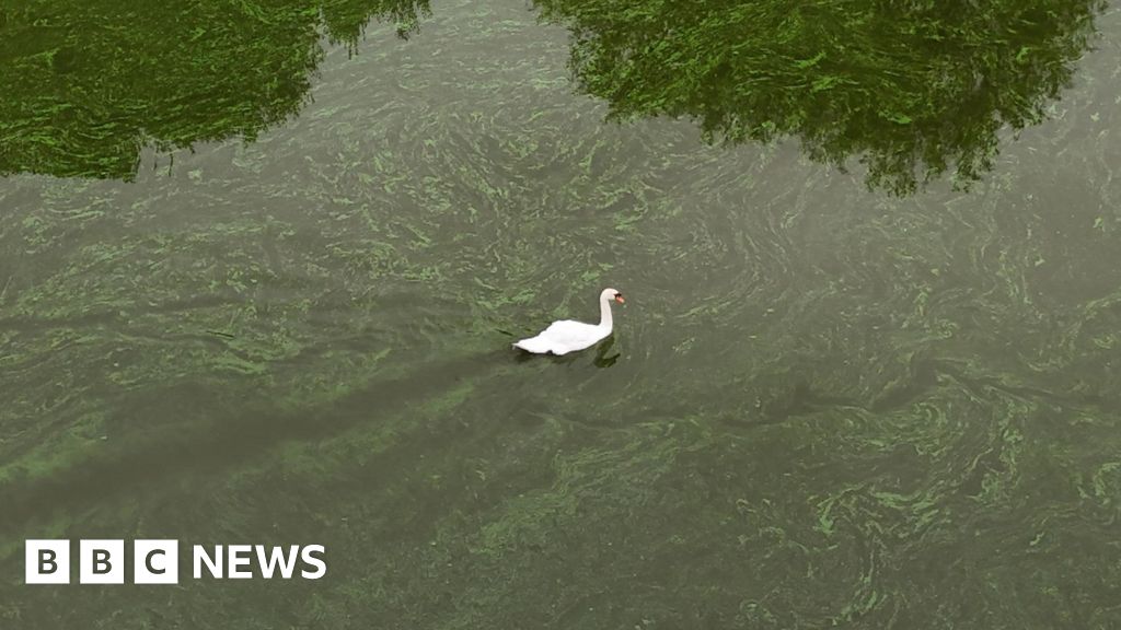 Water pollution: Group lead appointed to review Nutrients Action Programme