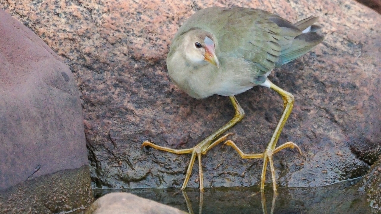 Michigan's premier birding hotspot has guided tours along Lake Superior shoreline