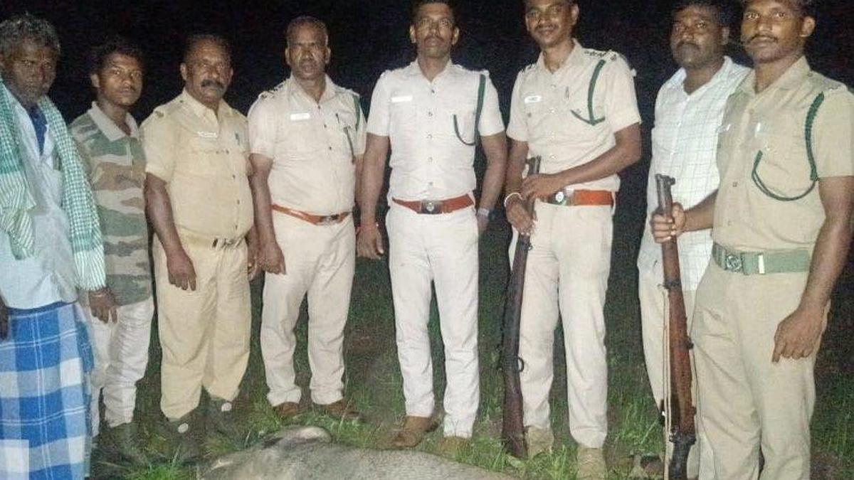First wild boar shot down by forest officials in Virudhunagar