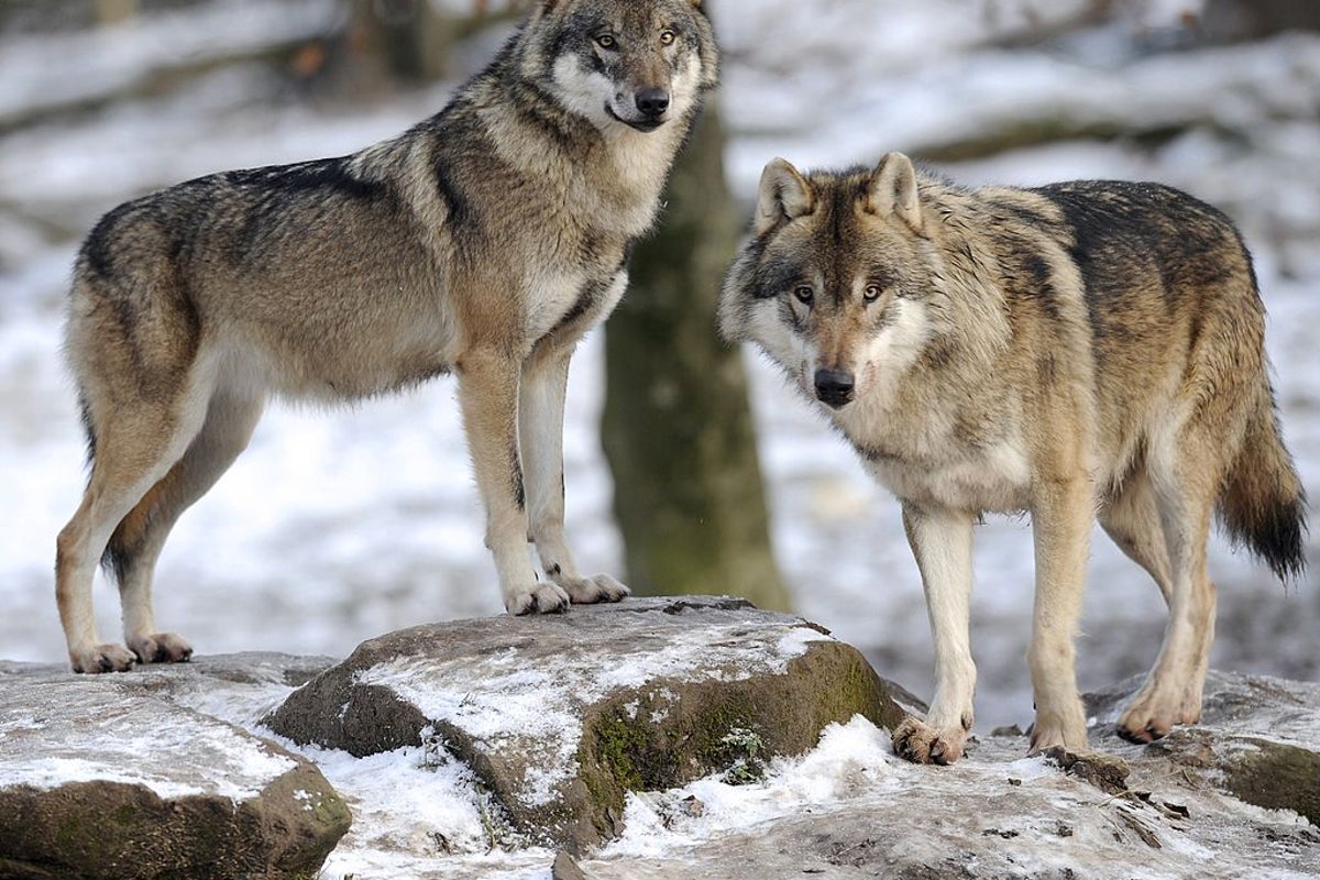 Wolves have returned from near extinction. Here's why not everyone is happy