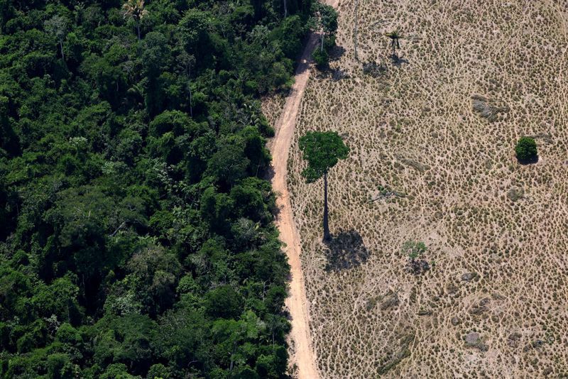 World falling far behind deforestation goals with farms and fires driving loss, report says