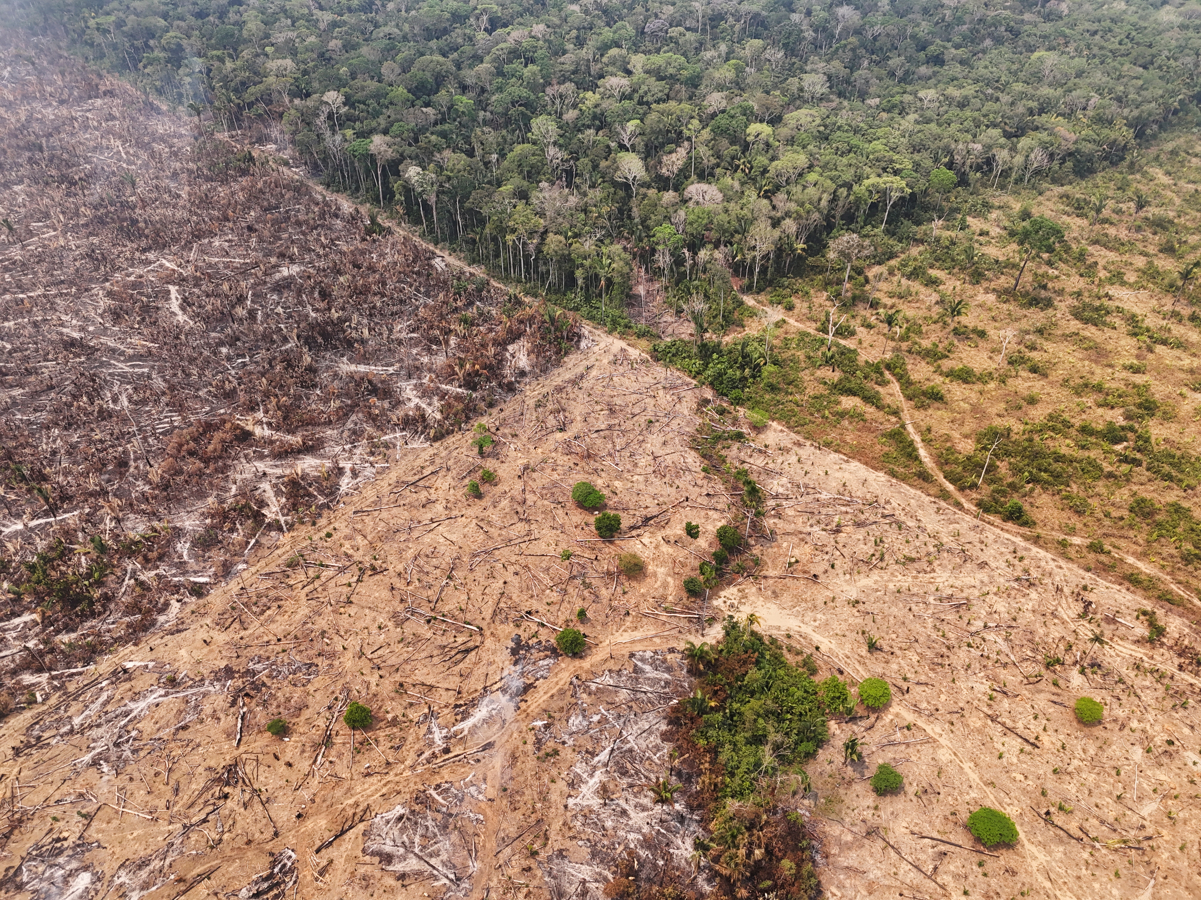 World falling far behind deforestation goals: report