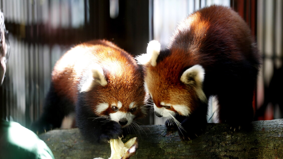 Allo Yangon Zoo arriva uno snack per i panda rossi - Curiosita - Ansa.it