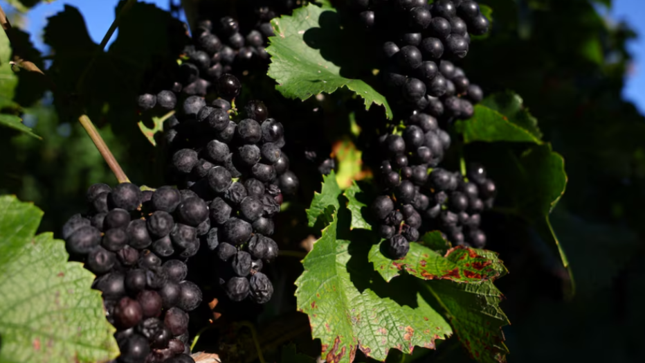A Pinot Noir town blessed by climate change now worries about the weather