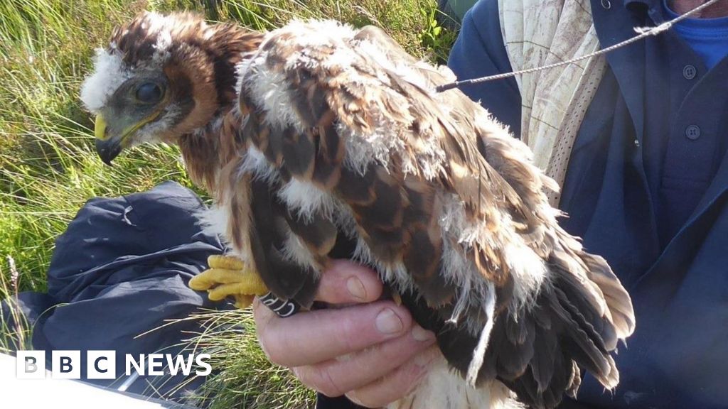 Yorkshire Dales Bird of prey protection campaign launched
