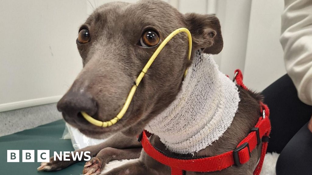 Dog owner says Alabama rot 'devastating and comes out of nowhere'
