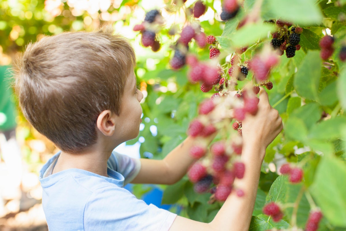Regulators raise alarm over pesticide used on berries - should you be worried?