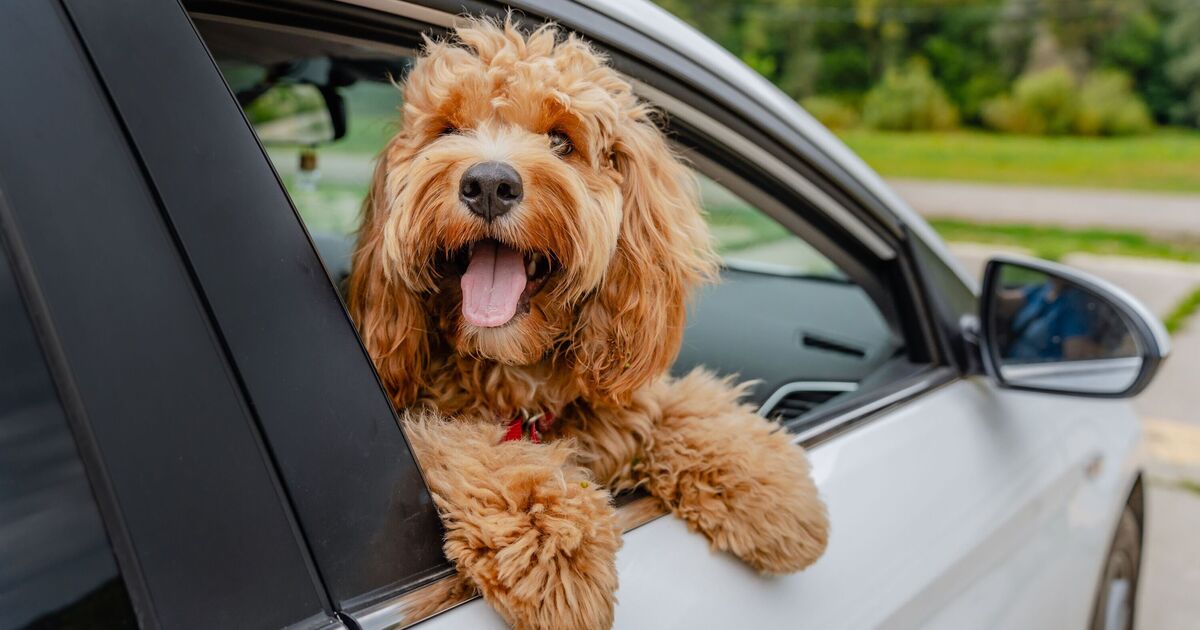 Battersea warns dog owners risk £5,000 fine with common driving mistake