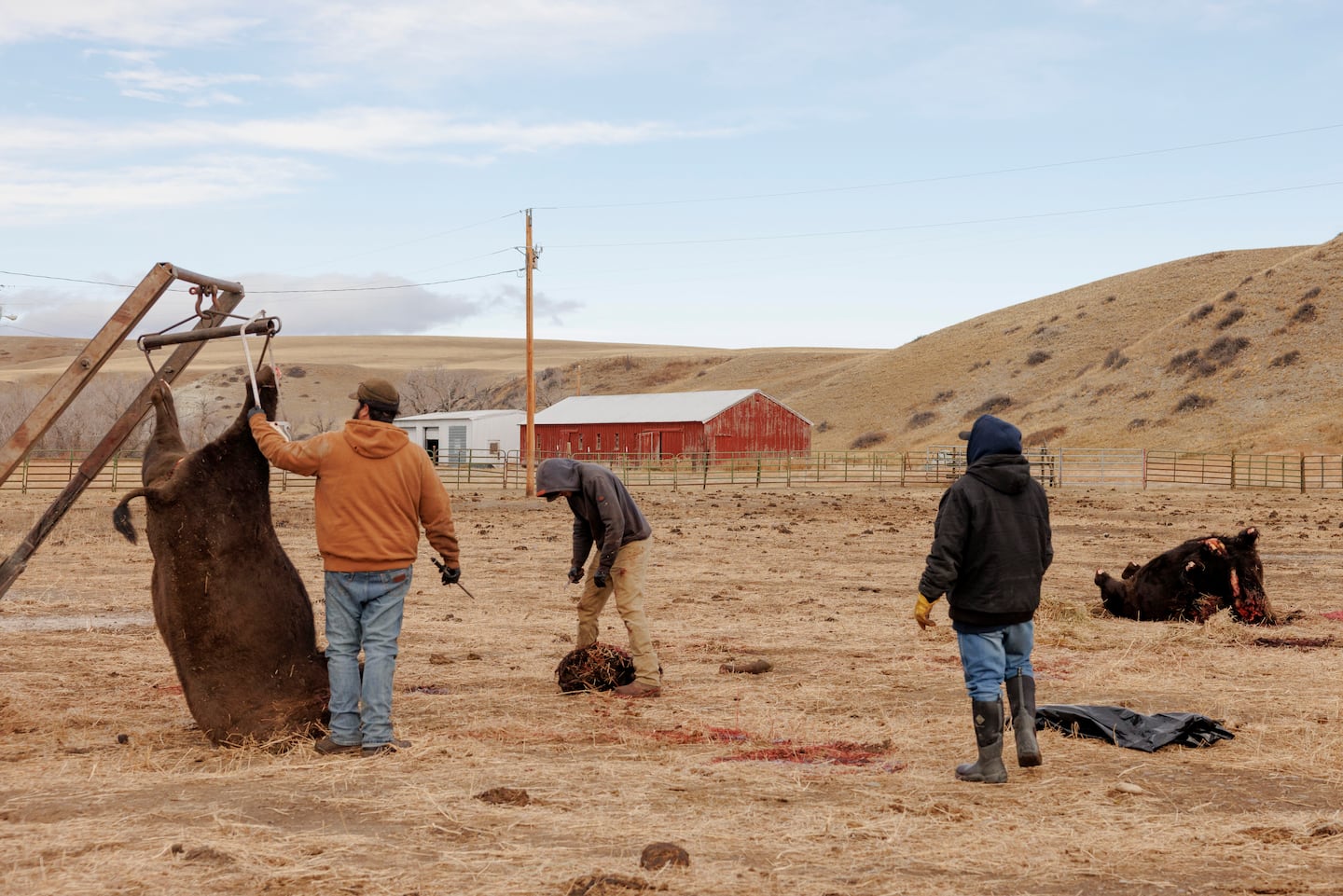 When food cuts loomed, this tribe turned to bison - The Boston Globe