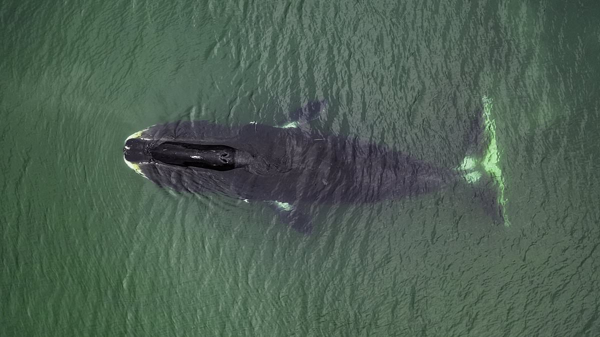 How whales could hold the secret to humans living FAR longer