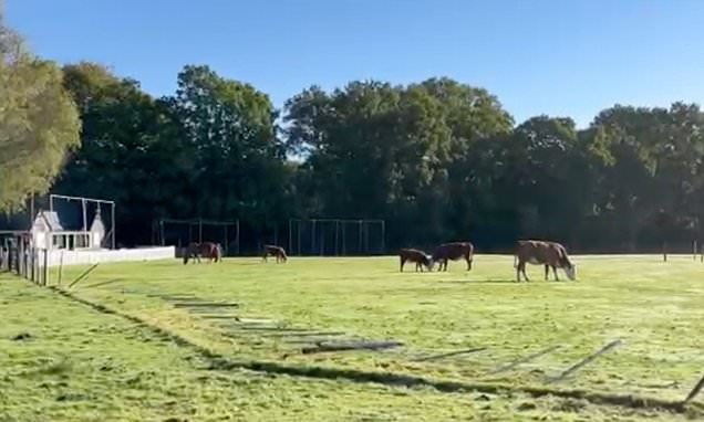 Cricket club at war over law saying ponies can graze on its pitch
