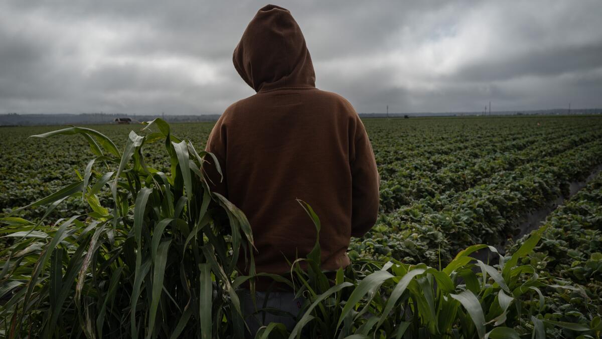California's child farmworkers: Exhausted, underpaid and toiling in toxic fields