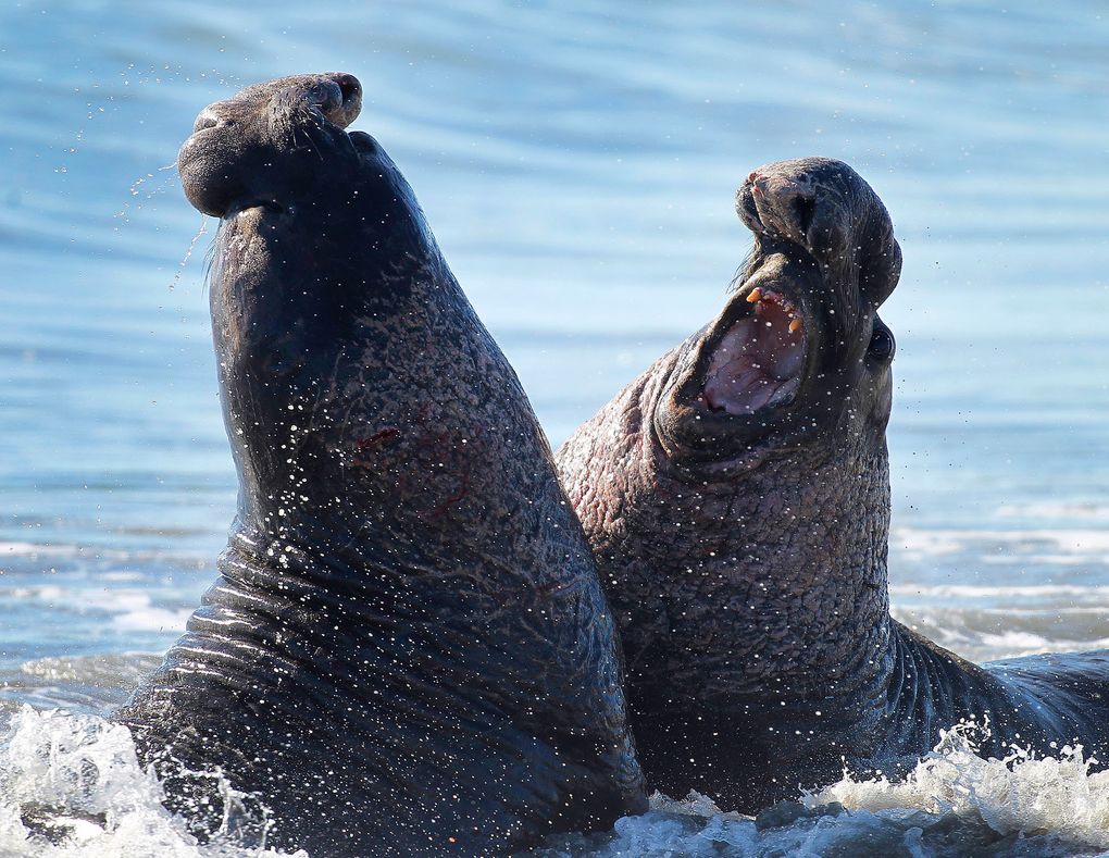 What California's big, gross elephant seals can teach us about life