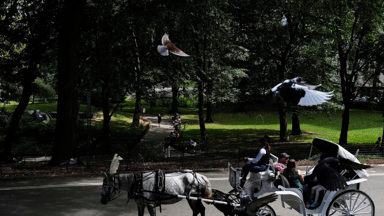 Proposal to ban Central Park horse carriages voted down by key NYC council committee