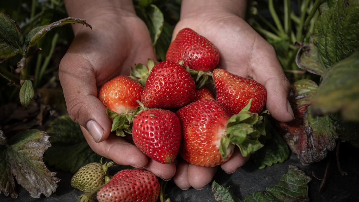 Lax oversight, few inspections leave child farmworkers exposed to toxic pesticides