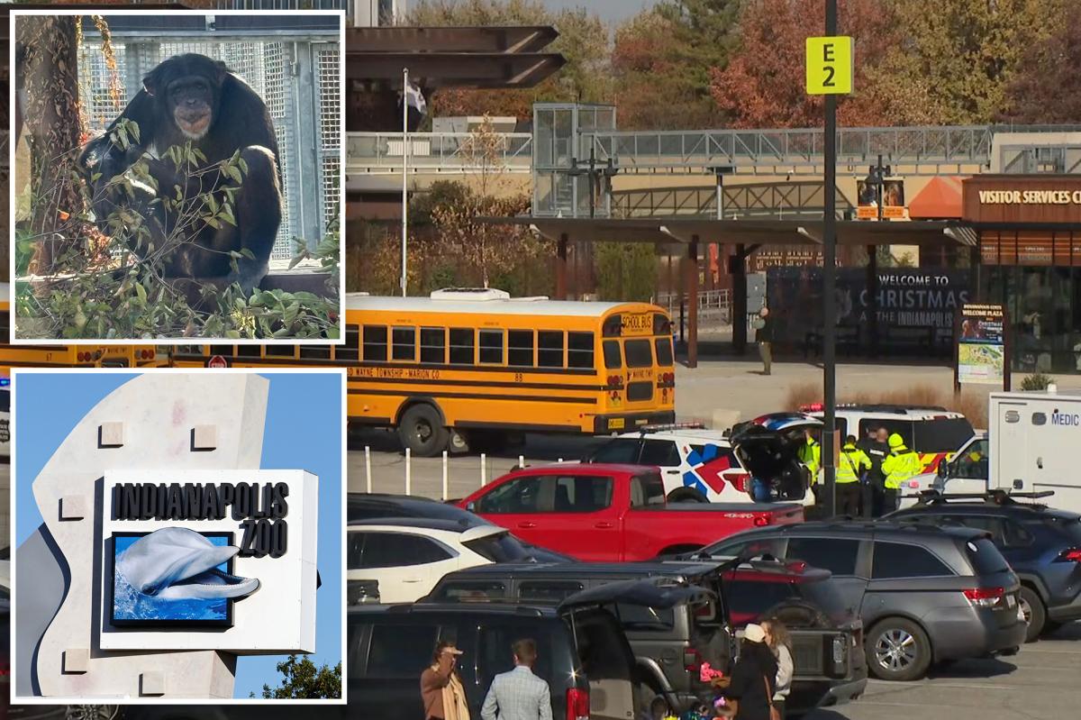 Chimp escapes Indianapolis Zoo enclosure, prompts lockdown with 37...