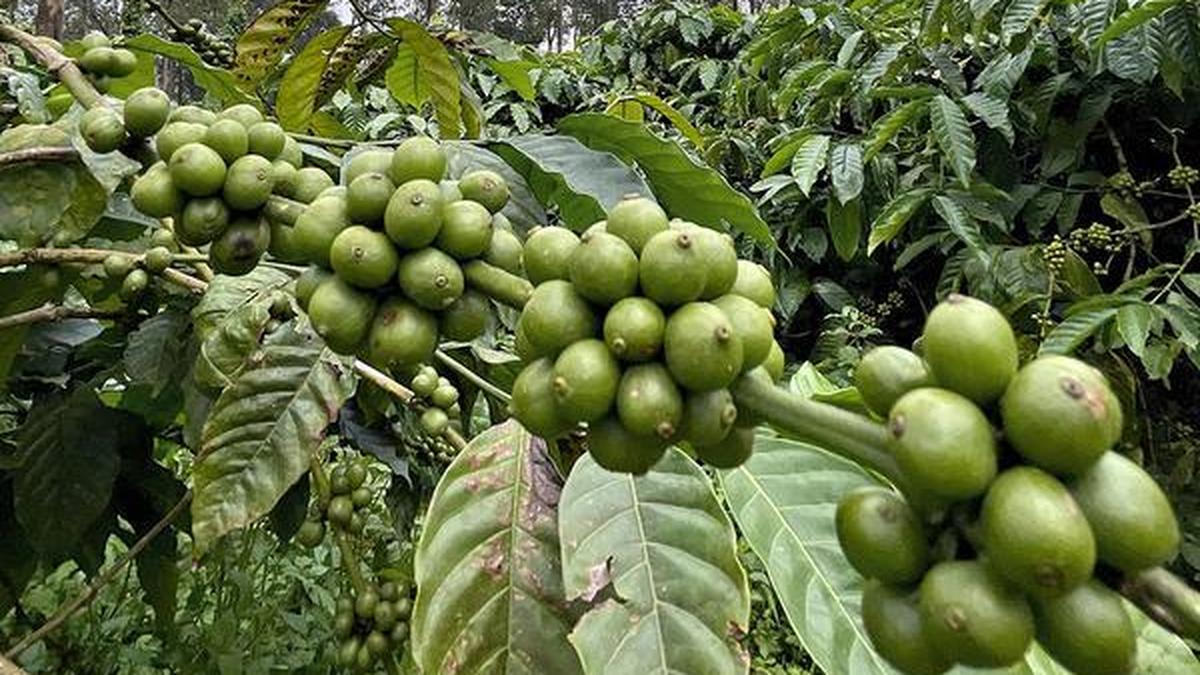 Ironic that climate sensitive coffee is not covered under  climate-linked insurance, says KPA president