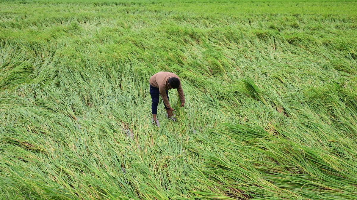 Flood-hit farmers pick up the pieces in Guntur