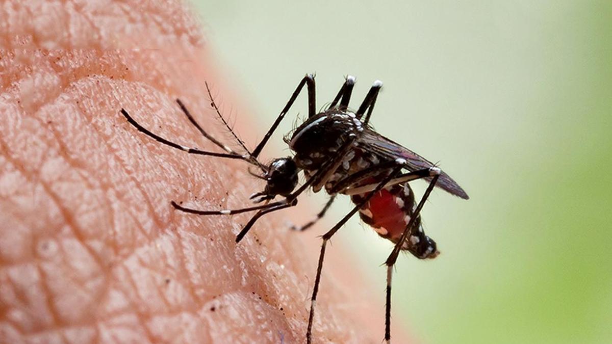 Doctors continue to see seasonal fever rush across city
