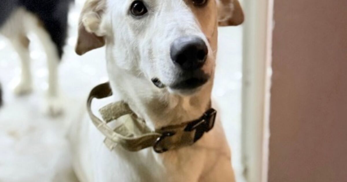 Nobody wants to rehome dog 'addicted to cuddles'