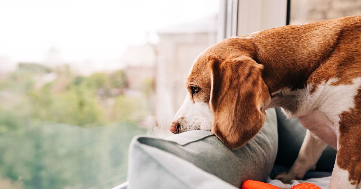 Dog trainer urges owners to enforce important rule from day 1