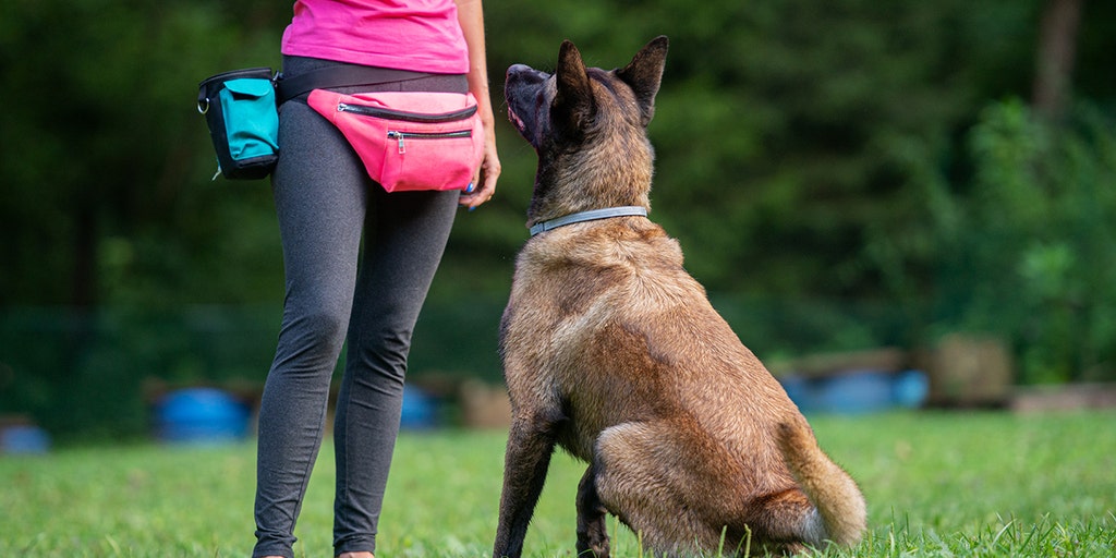 Dogs for diabetes patients detect deadly blood sugar crashes before medical devices, families claim