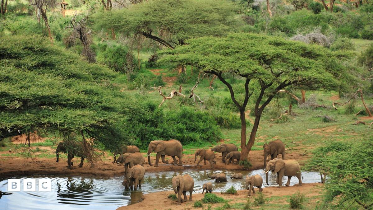 Elephants learn to ignore drones in Kenya