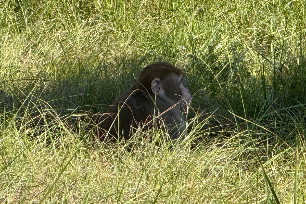 Mississippi's escaped monkeys sparks wave of conspiracy theories and question