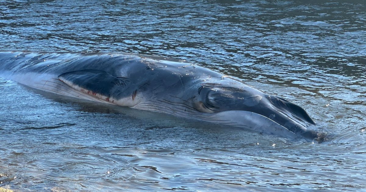Whale stranded at UK beach as rescuers in battle against time to save animal