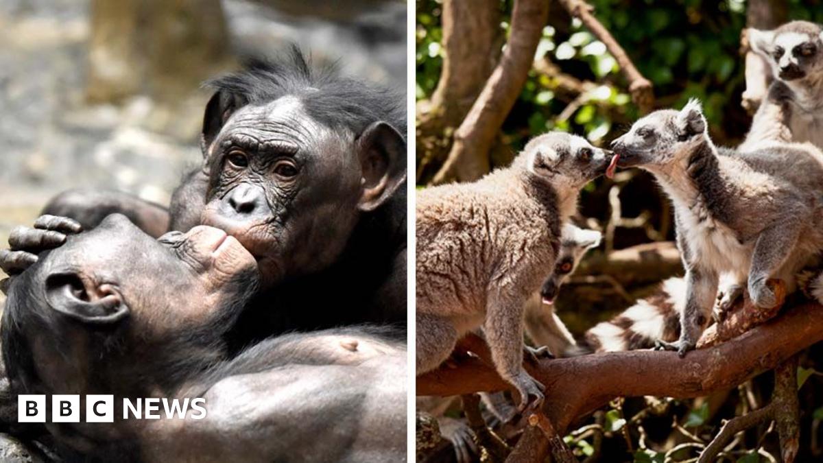 First kiss dates back 21 million years, say scientists